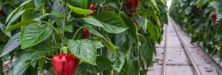 Hydroponic paprika cultivation